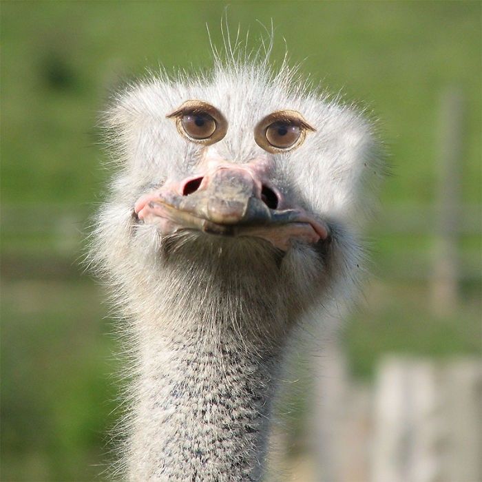 Hewan Yang Matanya Mirip Manusia